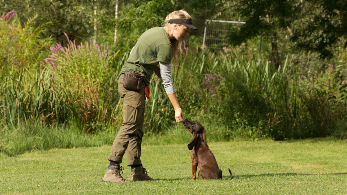 Jagdhundeausbildung