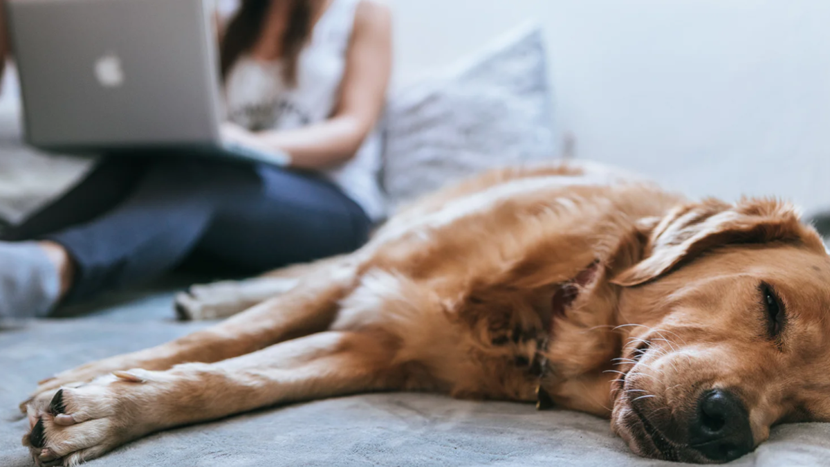 Onlinekurse Hundeschule Wetscherhof